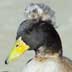 duck with a mohawk image stock